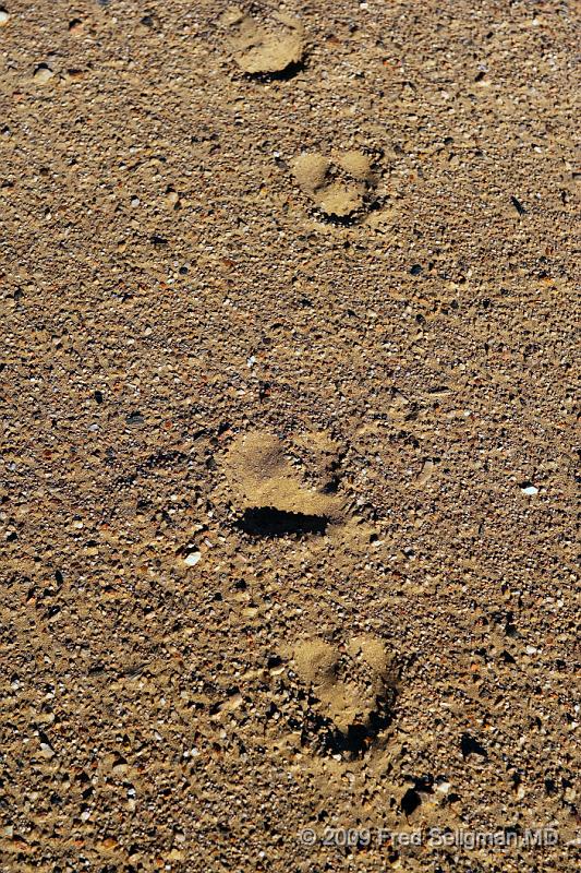 20090603_155415 D3 X1.jpg - Foot prints of a large animal